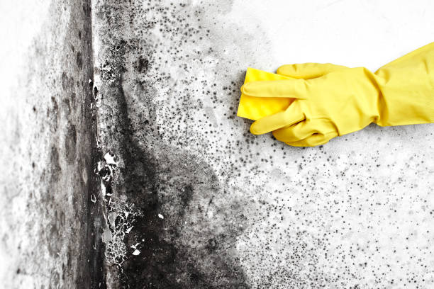 Best Attic Mold Removal  in Salineville, OH
