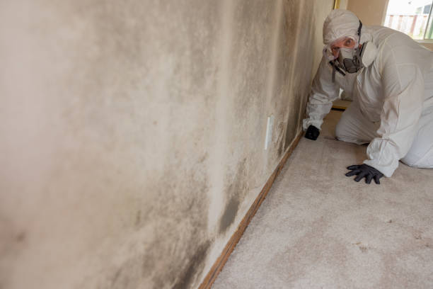 Best Crawl Space Mold Remediation  in Salineville, OH